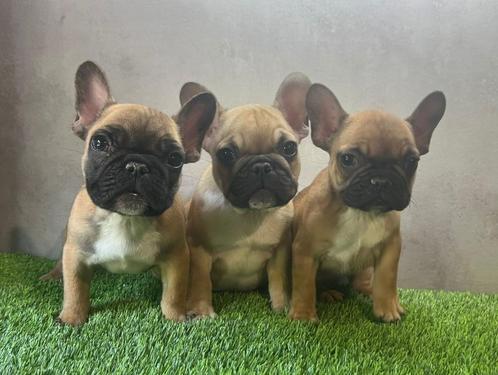 Franse Bulldog pups bij ons thuis geboren, Dieren en Toebehoren, Honden | Bulldogs, Pinschers en Molossers, Meerdere dieren, Bulldog