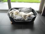 Maltezer pups, Animaux & Accessoires, Chiens | Chihuahuas & Chiens de compagnie, Maladie de Carré (chiens), Plusieurs, Belgique