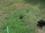 Trio Cochin groothoender, Dieren en Toebehoren, Pluimvee, Meerdere dieren, Kip