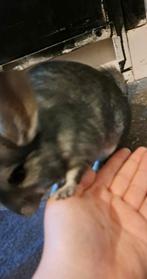 3 chinchillas+toebehoren, Animaux & Accessoires, Rongeurs, Chinchilla, Domestique, Janvier, Sexe inconnu