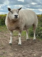 Schaap te koop, Vrouwelijk, Schaap, 0 tot 2 jaar