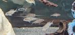 Sciaenochromis fryeri iceberg malawi cichliden hobbykweek, Dieren en Toebehoren, Vissen | Aquariumvissen, Vis, Zoetwatervis