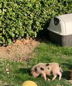 Gottinger varkentje, Dieren en Toebehoren