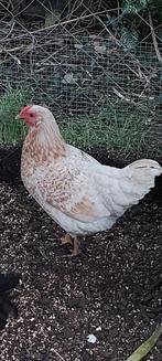 Incubateur d'essai pour les œufs à éclore