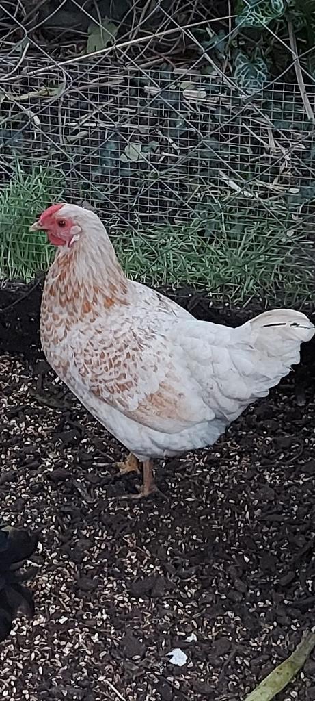 Broedeieren test broedmachine, Dieren en Toebehoren, Pluimvee