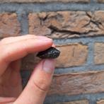 Baby waterschildpadjes, muskus schildpad, Dieren en Toebehoren, Schildpad