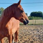 Weidemaatje/gezelschapspaard ter adoptie, Dieren en Toebehoren, Paarden, Merrie
