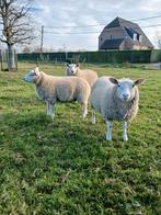 Ooilammeren en ramlam, Dieren en Toebehoren, Schapen, Geiten en Varkens