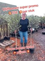 Olijfbomen ACTIE, Ophalen, Zo goed als nieuw