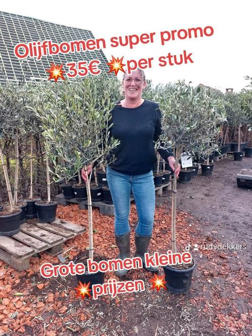 Olijfbomen ACTIE, Tuin en Terras, Onkruidbranders, Zo goed als nieuw, Ophalen
