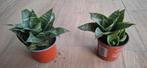 Sanseveria, Ophalen