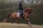Beloftevolle dressuur D-pony, Merrie, Gechipt, Dressuurpony, L