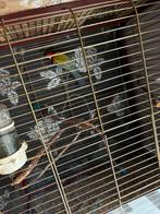 Rosella, Dieren en Toebehoren