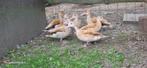 Siereenden: blonde roodschoudertalingen, Dieren en Toebehoren, Pluimvee