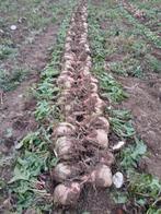 handgerooide Voederbieten, Ophalen