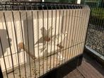 Witte kanaries, Dieren en Toebehoren, Vogels | Kanaries, Meerdere dieren, Kleurkanarie