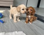 Lieve cockapoo pups (cocker spaniël x poedel), Dieren en Toebehoren, Honden | Retrievers, Spaniëls en Waterhonden, België, CDV (hondenziekte)