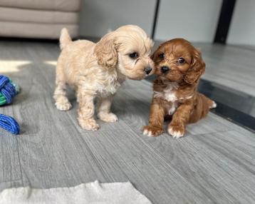 Lieve cockapoo pups (cocker spaniël x poedel) beschikbaar voor biedingen