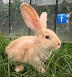 Vlaamse reuzen te koop, Meerdere dieren, Groot, 0 tot 2 jaar