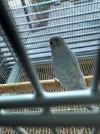 Jonge grasparkiet het is een mannetje te Nazareth., Dieren en Toebehoren, Vogels | Parkieten en Papegaaien