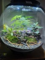 BioOrb 60 compleet terrarium + 3 bumblebee dart frogs, Amphibien, Avec terrarium, 0 à 2 ans