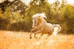 🌟 Spaanse Dunalino Ruin – Vino (6 jaar, 1m55) 🌟, Dieren en Toebehoren, Paarden, Minder dan 160 cm, Ruin, Zadelmak, 3 tot 6 jaar