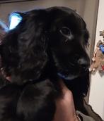 Engels cocker pups reuke leeft in huis met poezen (getest), Dieren en Toebehoren, Parvo, België, Fokker | Hobbymatig, Reu