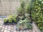 Meerjarige tuinplanten/solidago/sauge/rozemarijn/sedum/..., Tuin en Terras, Ophalen, Vaste plant