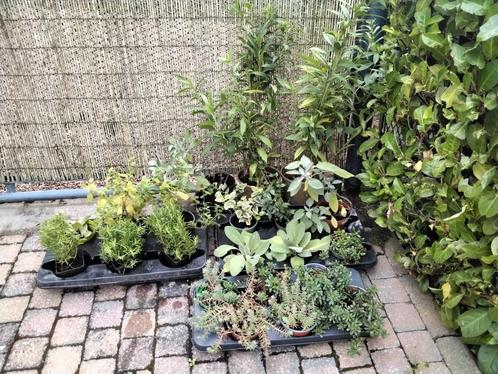 Meerjarige tuinplanten/solidago/sauge/rozemarijn/sedum/..., Tuin en Terras, Planten | Tuinplanten, Vaste plant, Ophalen