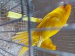 Koppel kakariki 25, Dieren en Toebehoren, Vogels | Parkieten en Papegaaien, Meerdere dieren, Parkiet, Geringd