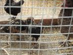 kipjes, Dieren en Toebehoren, Pluimvee, Geslacht onbekend, Kip