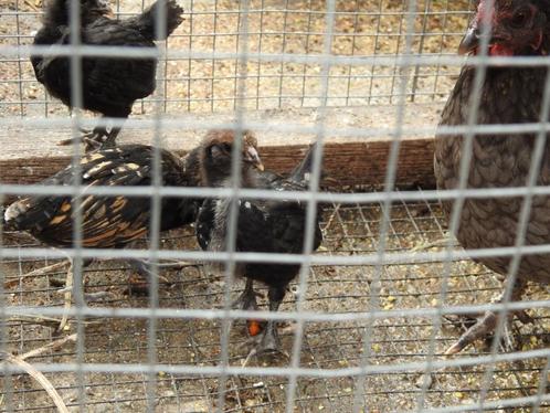 kipjes, Dieren en Toebehoren, Pluimvee, Kip, Geslacht onbekend