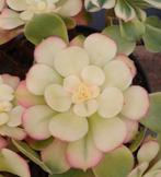 Aeonium loki variegated, Enlèvement ou Envoi