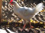 Om weg te geven — Jonge witte haan, 3 maanden, Dieren en Toebehoren, Mannelijk, Kip