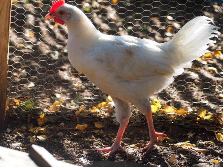 Om weg te geven — Jonge witte haan, 3 maanden, Dieren en Toebehoren, Pluimvee, Kip, Mannelijk