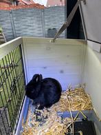 Konijn met toebehorenen, Dieren en Toebehoren, Vrouwelijk, Dwerg, 0 tot 2 jaar