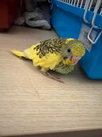 Jonge Grasparkiet, Dieren en Toebehoren, Meerdere dieren, Parkiet, Tam