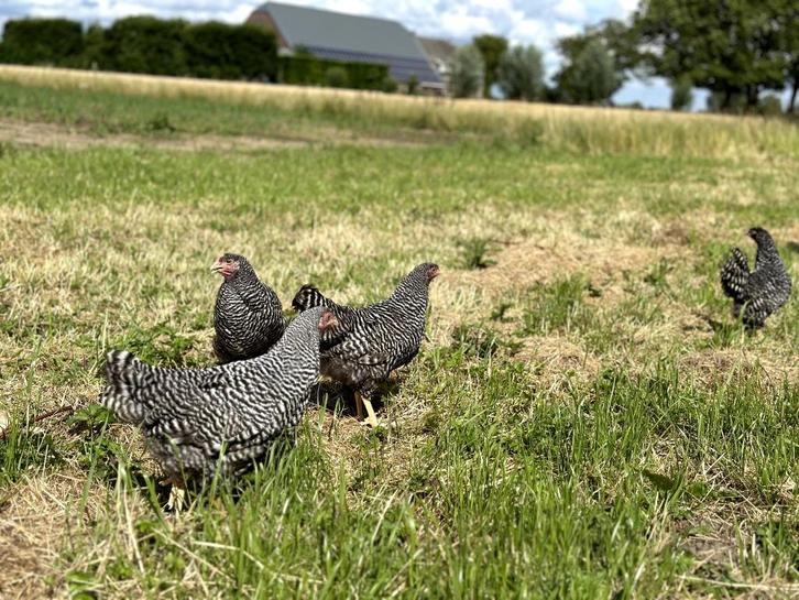 Jonge tamme Amrock kippen groot ras gesekst en ingeënt, Dieren en Toebehoren, Pluimvee, Kip, Vrouwelijk