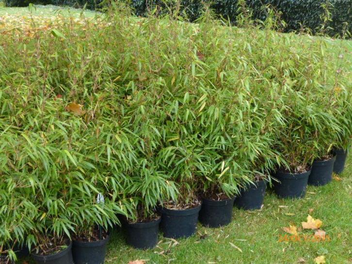 Bambous non traçant pour haie, Tuin en Terras, Planten | Struiken en Hagen, Haag, Bamboe, Ophalen