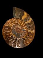 Immenses cléonicères à ammonite sciées de 26 cm. 1365 gramme, Collections, Enlèvement ou Envoi, Fossile