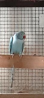 Halsband parkiet, Dieren en Toebehoren, Vogels | Parkieten en Papegaaien, Vrouwelijk, Parkiet, Geringd