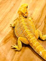 Red/orange Hypo Blue Bar Het Witblits 1.0.0, Dieren en Toebehoren, Hagedis, Tam, 0 tot 2 jaar