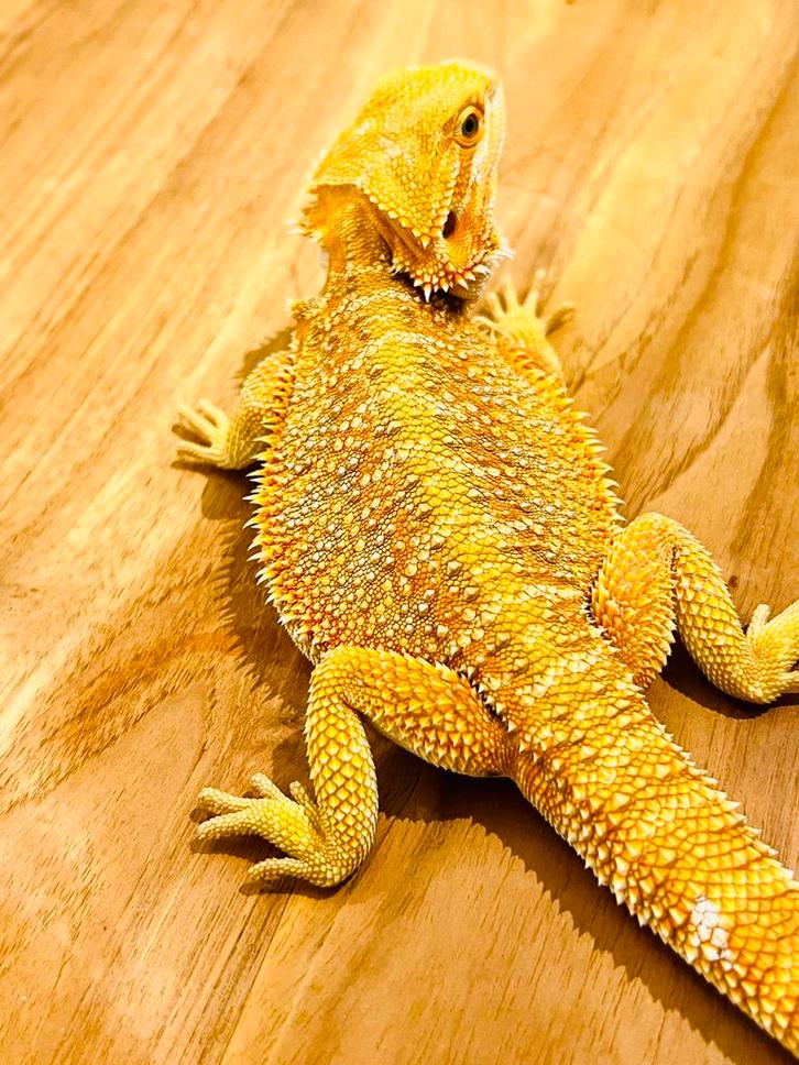 Red/orange Hypo Blue Bar Het Witblits 1.0.0, Dieren en Toebehoren, Reptielen en Amfibieën, Hagedis, 0 tot 2 jaar, Tam