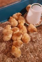 Orpington eendagskuikens, Dieren en Toebehoren, Pluimvee, Kip