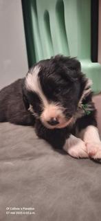 Bordercollie reutje FCI-stamboom, Dieren en Toebehoren, Honden | Herdershonden en Veedrijvers, België, Fokker | Hobbymatig, Reu