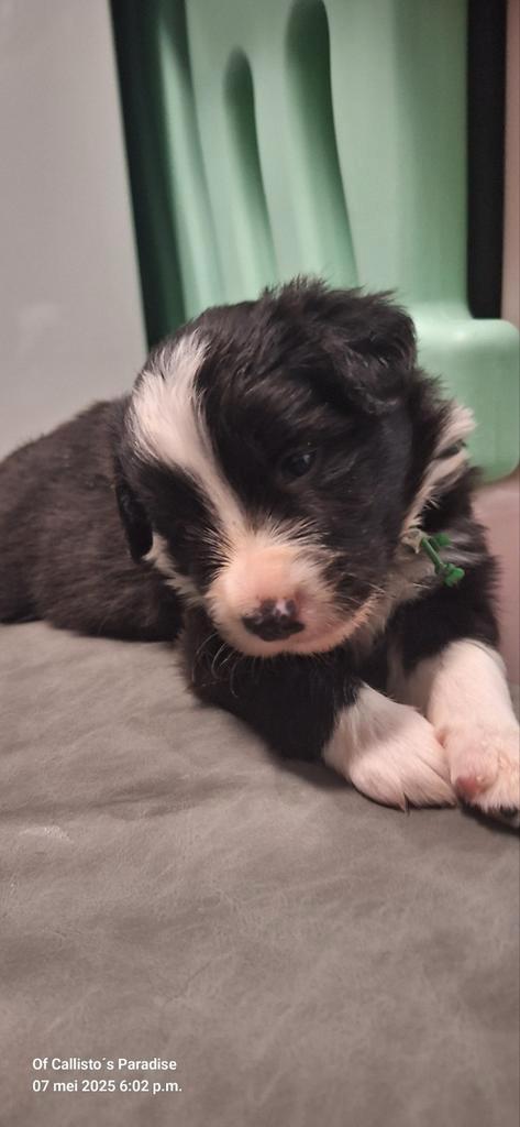 Bordercollie reutje FCI-stamboom, Dieren en Toebehoren, Honden | Herdershonden en Veedrijvers, Reu, Collie, Fokker | Hobbymatig