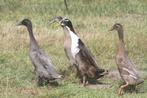 Jonge mannetjes loopeenden, woerden, Mâle, Canard