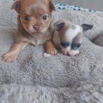 Chichuahua, Dieren en Toebehoren, Honden | Chihuahua's en Gezelschapshonden, België, Particulier, CDV (hondenziekte), 8 tot 15 weken