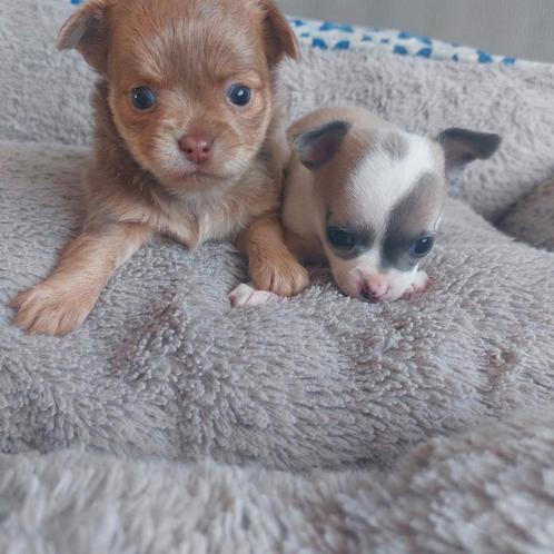 Chichuahua, Dieren en Toebehoren, Honden | Chihuahua's en Gezelschapshonden, Meerdere dieren, Chihuahua, Particulier, Meerdere