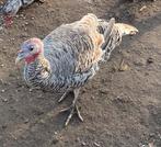 Jonge ronquire kalkoenen, Meerdere dieren, Kalkoen